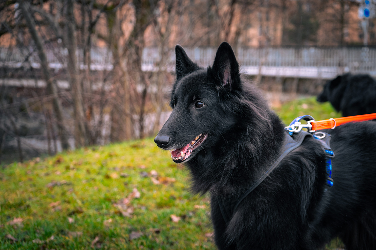 Belgischer-Schaeferhund