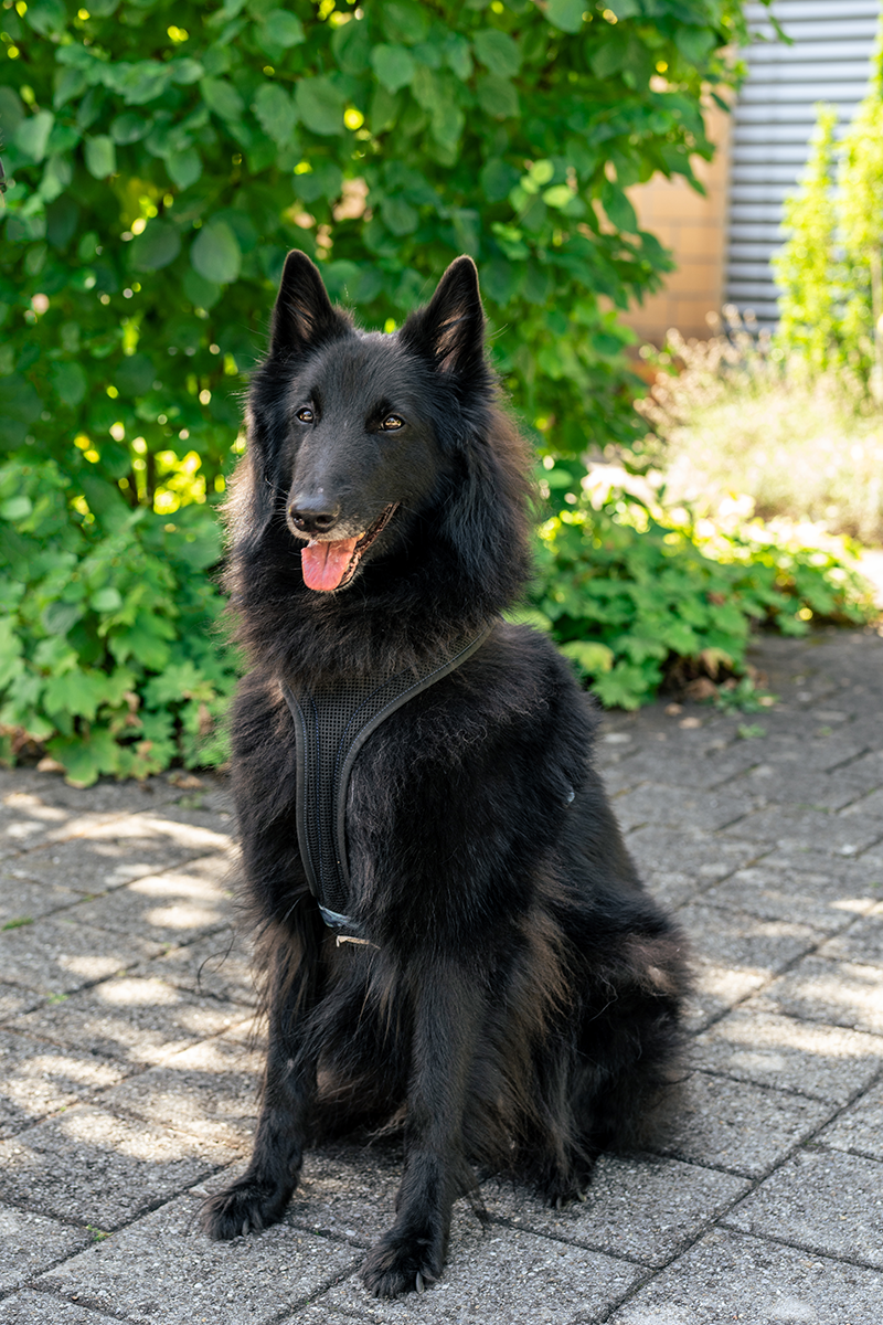 Hund-Sitzend