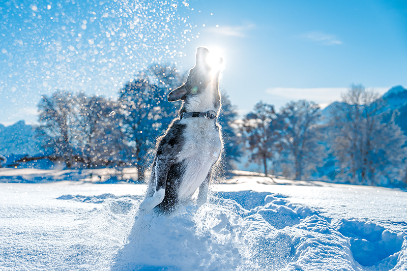 springender-Hund
